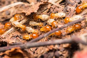 Is Your Jawbone Infested with Termites? 