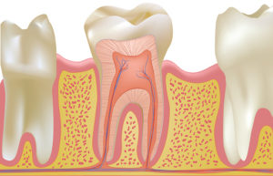 The Basic Tooth Anatomy